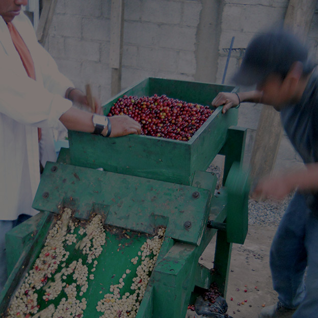 Coffee Processing Methods: Washed vs. Natural