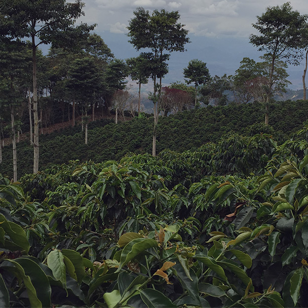 What is Single-Origin Coffee?