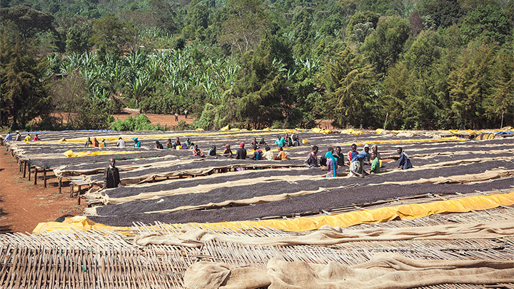 Natural coffee process: coffee cherries being dried on raised beds at the Damota Wolayta Farmers’ Cooperative Union in Sidamo, Ethiopia.